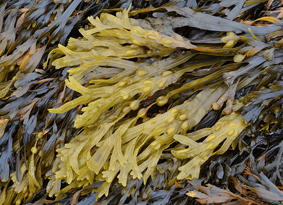 Kelp
